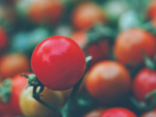 Fresh tomatos in farm in the morning.