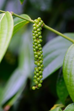 Black pepper (Piper nigrum), immature panicle, Mahe Island, Seychelles, Africa
