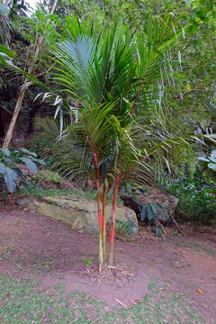 Red sealing wax palm or lipstick palm (Cyrtostachys Renda), Mahe Island, Seychelles, Africa