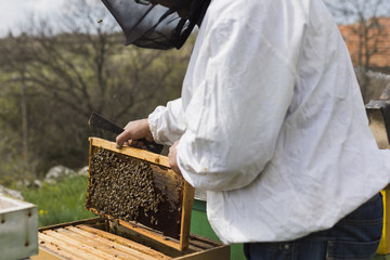 Beekeeper extracting honey