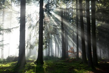 Sunlight passing through trees in forest