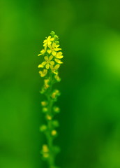 小さな草花　山岳