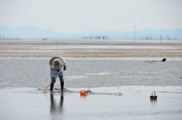 Fishery woman catching crabs and shells in shallow water.