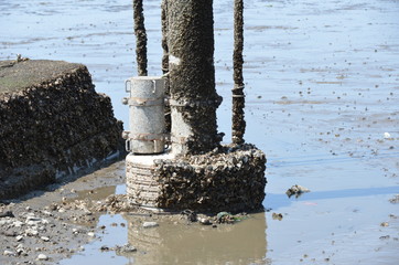 Telephone pole showing appearance at low tide