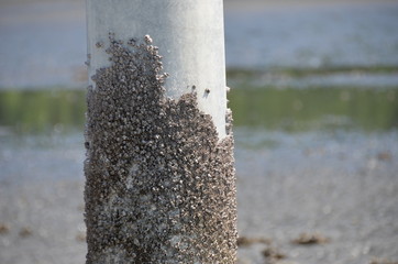 Telephone pole showing appearance at low tide