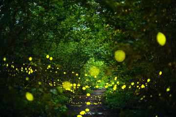 Firefly flying at night in the forest