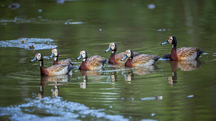 Small group of White faced Whistling-Duck swimming in lake in Kruger National park, South Africa ; Specie Dendrocygna viduata family of Anatidae