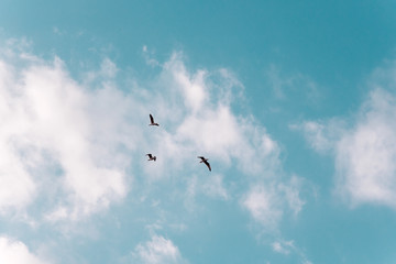 Sky with clouds and birds
