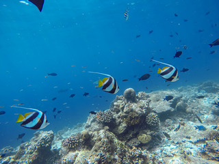 Wimpelfische schwimmen nah an der Wasseroberfläche auf den Malediven