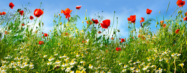 Flower meadow in summer - obrazy, fototapety, plakaty