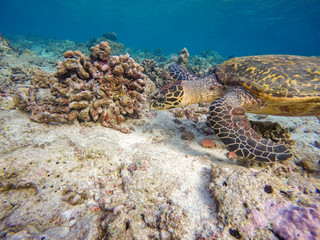 eine Schildkröte schwimmt in einem Korallenriff	