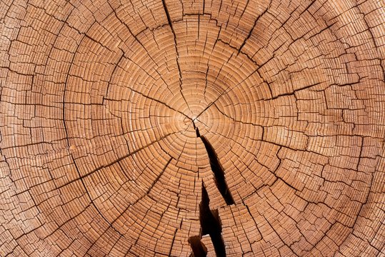 Cross section of tree trunk with annual rings, Virgental, East Tyrol, Austria, Europe
