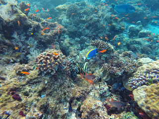 Naklejka premium ein Korallenriff mit verschiedenen Fischarten 