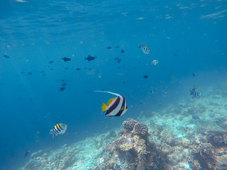 Wimpelfische schwimmen nah an der Wasseroberfläche auf den Malediven