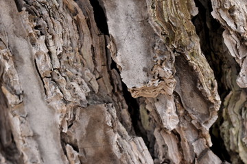 Tree Texture wood nature background