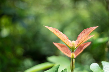 red leaf in the garden