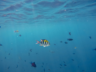 Naklejka na ściany i meble viele Fische (Indopazifik Sergeant) schwimmen im Riff 