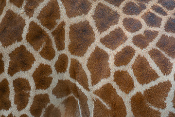 Beautiful pattern of giraffe skin for Background.