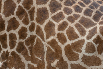Beautiful pattern of giraffe skin for Background.