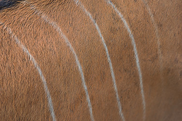 Beautiful pattern of deer skin for Background. Deer fur texture, Skin pattern. Abstract of animal brown hair-Image