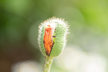 bud