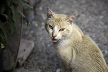 Naklejka na ściany i meble Cats abandoned street