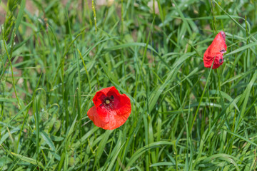 Beautiful colored summer flowers am. Red poppies.