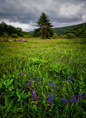 Wild flowers and a solitary fir tree in a meadow