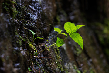 Plant growing from a rock. Conceptual photo for perseverence, tenacity