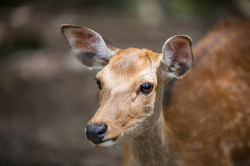 Closeup of young brown deer with big ears