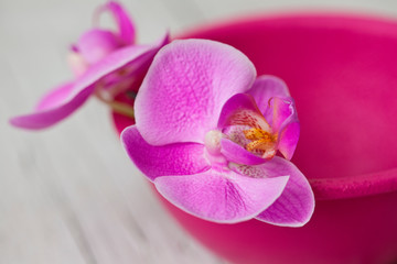 Pink Orchid Flower Still Life