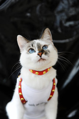White blue-eyed cute cat dressed in t-shirt and a red leather harness. Stylish outfit with accessories. Black background