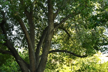 Texture wood tree nature barks nature resort background