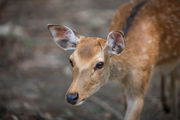 Closeup of young spotted deer with blurred background