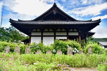 同時に咲く日本の寺のアジサイとコスモス