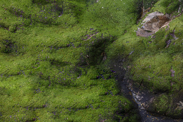 View from above on green moss on the rock