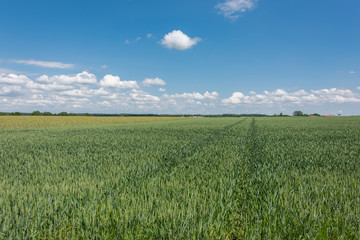 Obraz premium Green field with agriculture meadow and blue sky. Panoramic view to grass on the hill on sunny spring day. Agricultural crops are watching there. Blue sky, beautiful warm day.
