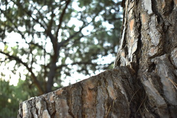 Obraz premium Texture wood tree nature barks nature resort background
