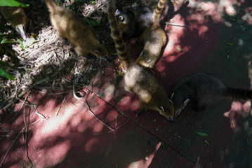 South American Coati at Iguazu Falls
