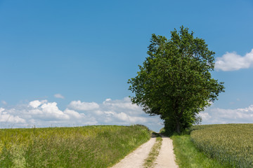 Obraz premium Green field with agriculture meadow and blue sky. Panoramic view to grass on the hill on sunny spring day. Agricultural crops are watching there. Blue sky, beautiful warm day.