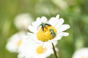 Several  oedemera, nobilis, on daisy 3