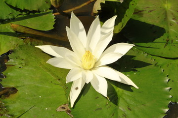 closeup on water lily (Nymphaeaceae)flower.
