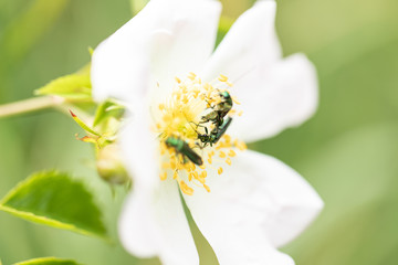 3 oedemera nobilis  on rose 2