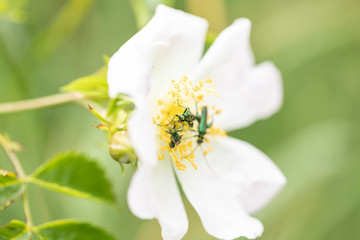 3 oedemera nobilis  on rose 1