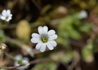 The endemic Cerastium scaposum, Crete