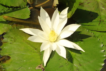 closeup on water lily (Nymphaeaceae)flower.