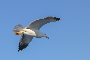 seagull