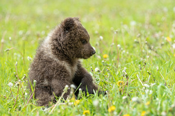 Brown bear cub playing on the summer field