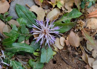 Flower of Centaurea raphanina, Crete