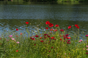 Obraz premium Beautiful colored summer flowers at the. Calm lake in nature.